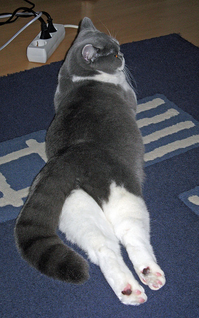 意大利在国家联赛中1-1战平比利时，双方各取一分。，意大利2-1比利时 半决赛将战西班牙