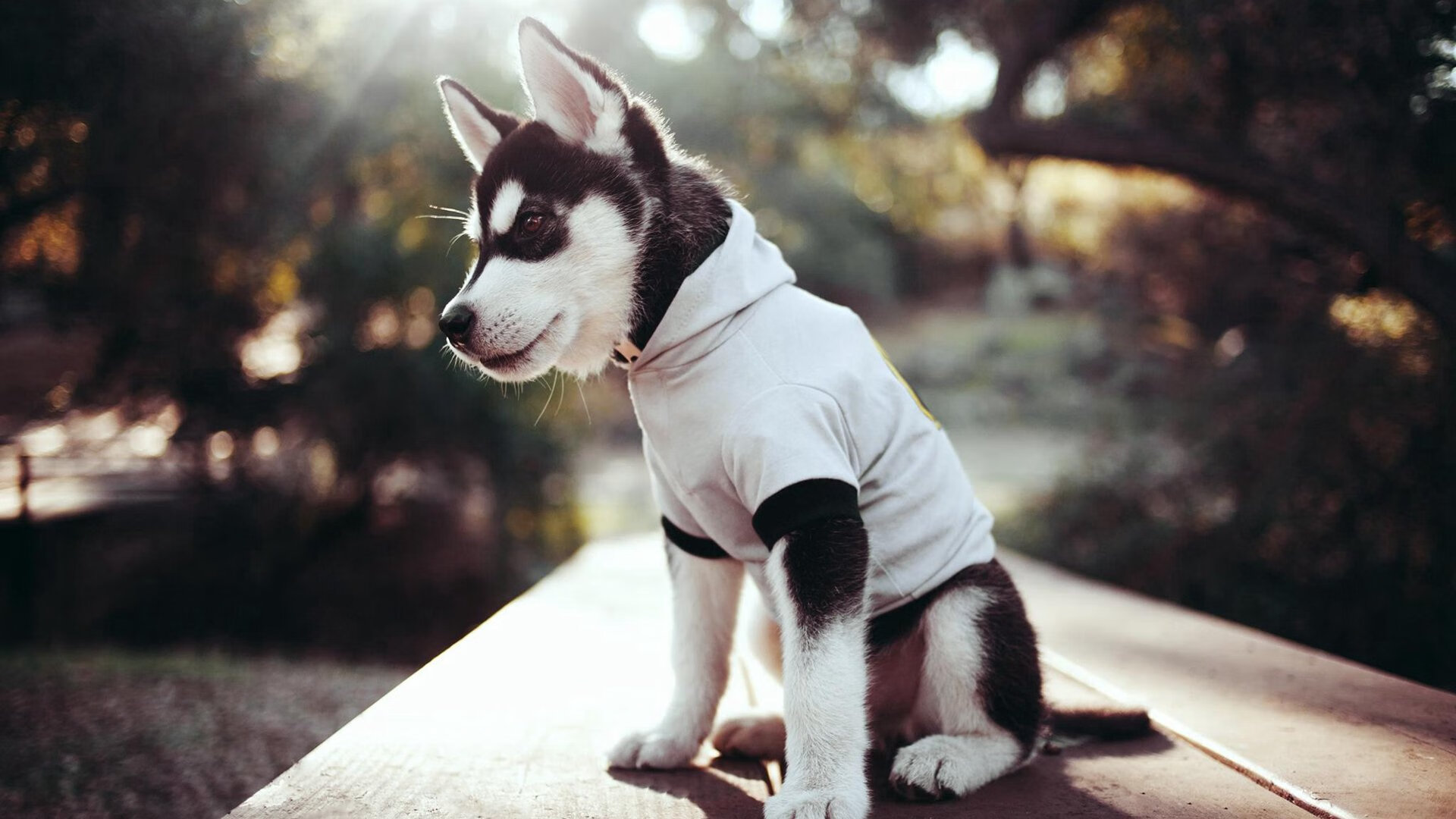 开云官网入口-_老鹰快攻犀利，比赛精彩不断_，老鹰秒训